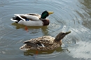 Foto van Wilde eend