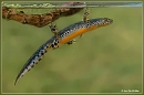 Foto van Alpenwatersalamander