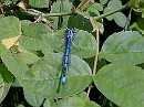 Foto van Azuurwaterjuffer