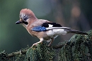 Foto van Gaai