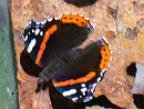 Foto van Atalanta