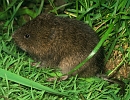 Foto van Woelrat