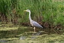 Foto van Blauwe reiger